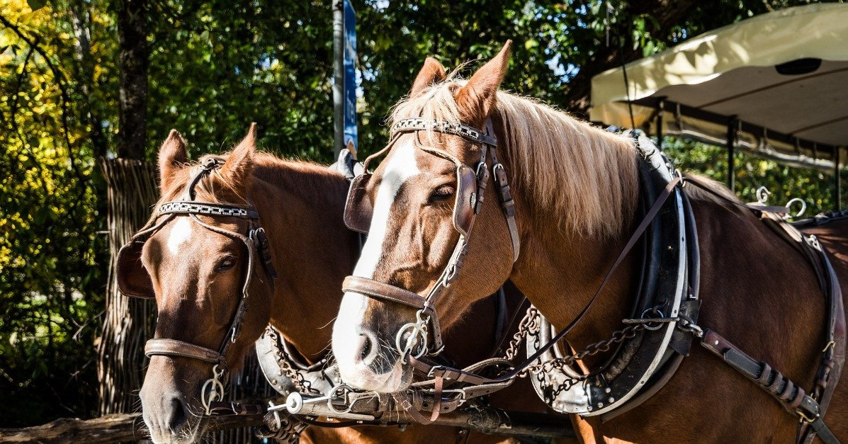 Dartmoor Shire Horse Carriage Ride